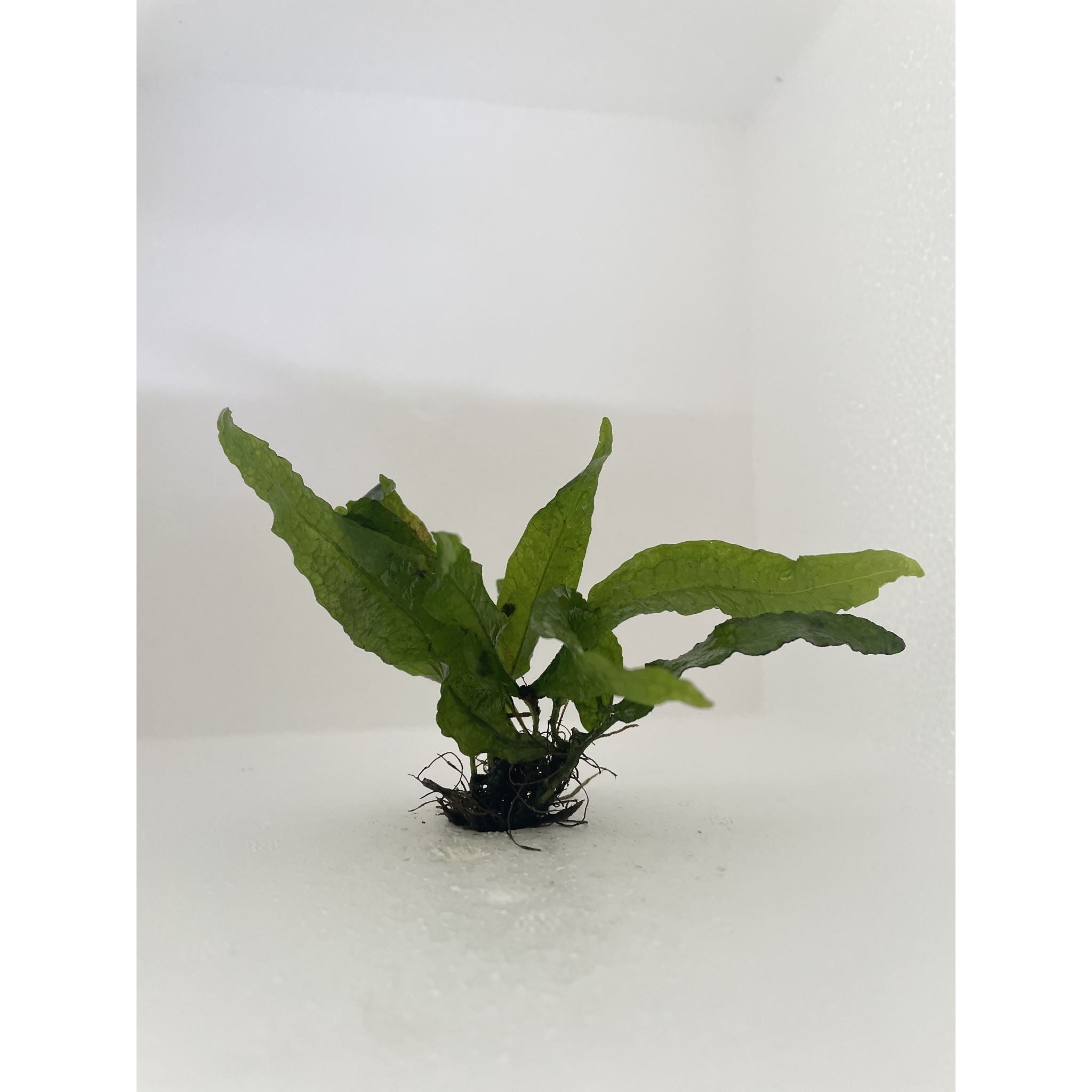 Java Fern (Small)