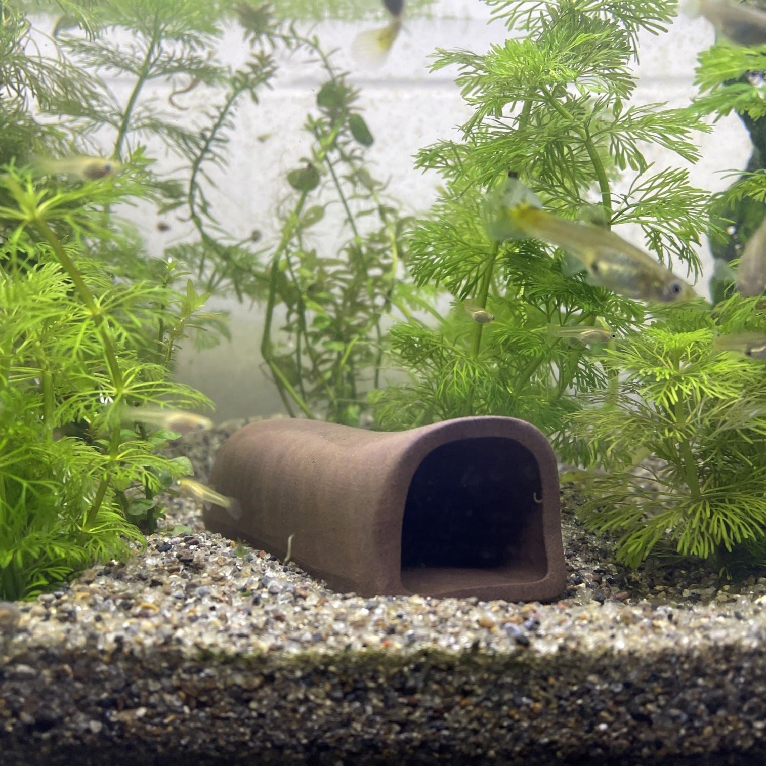 Ceramic Fish Cave