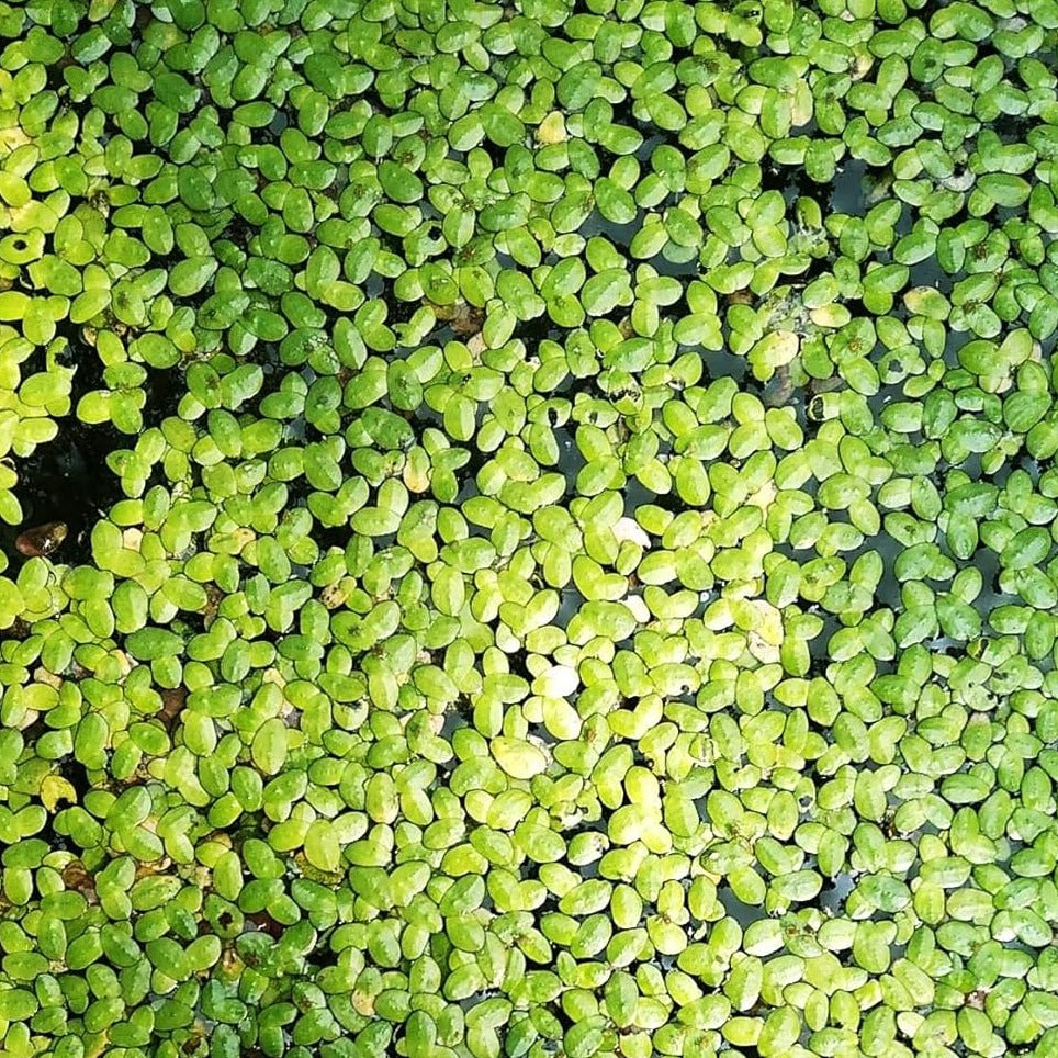 Duck Weed