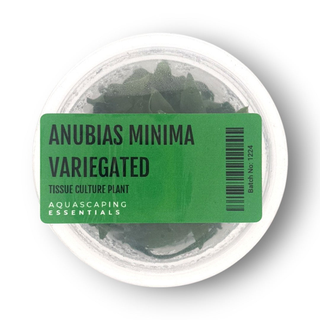 anubias minima variegata Anubias Minima Variegated Tissue Culture