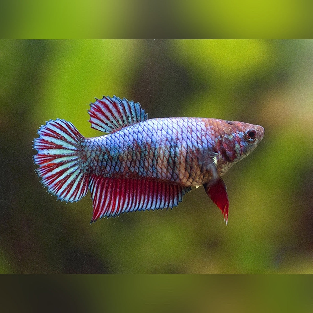 Female Betta (local bred) - Main Image