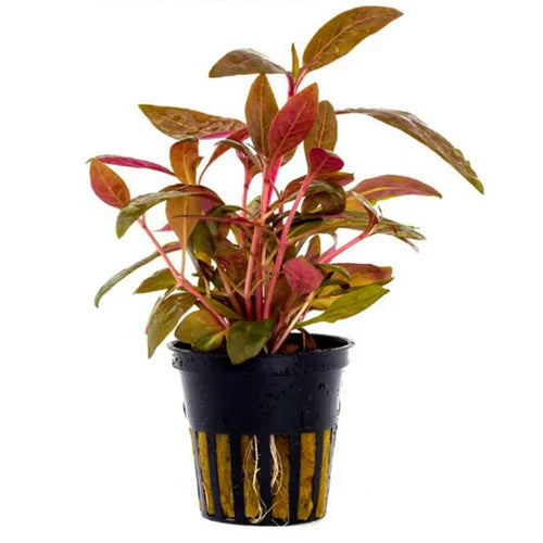Red Hygrophila