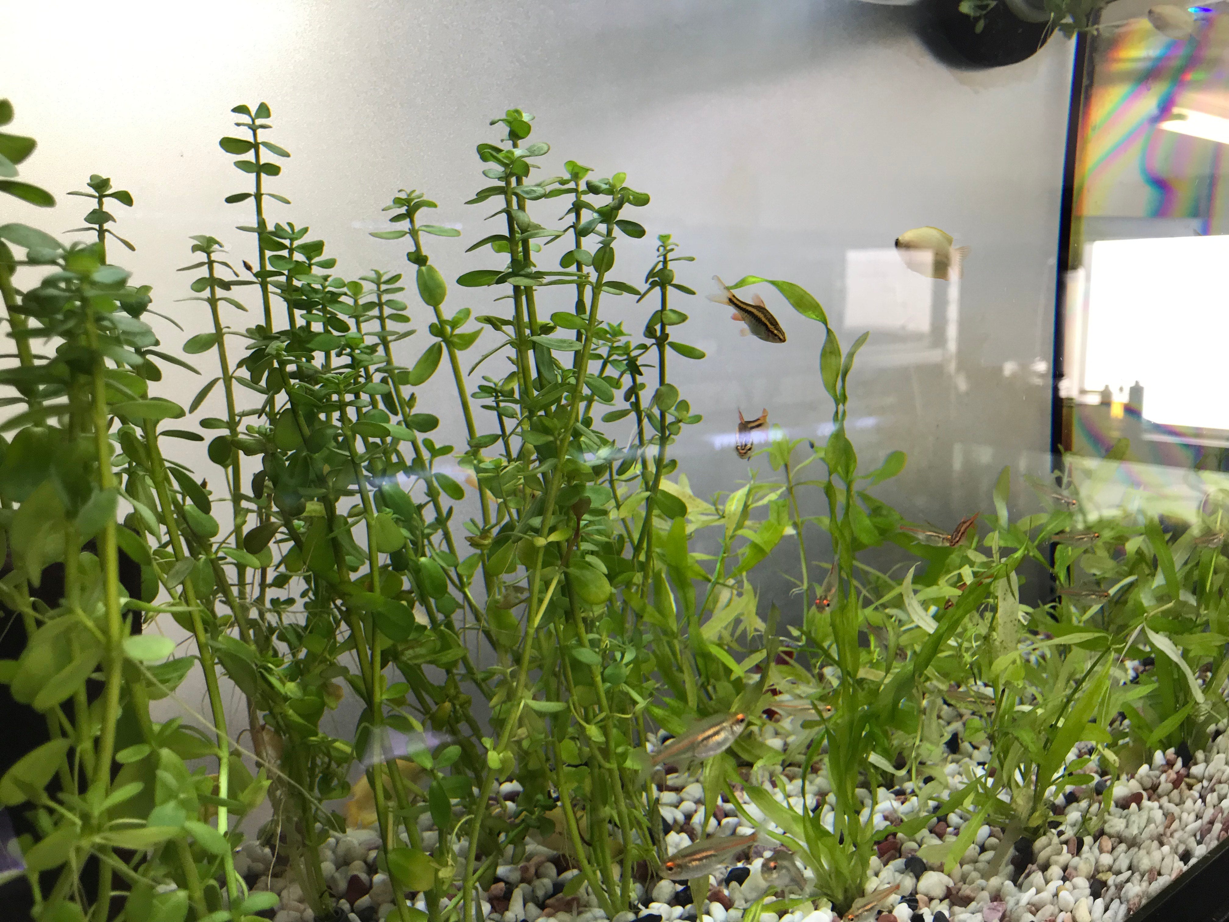 Baby tears or bacopa monnieri aquarium plant