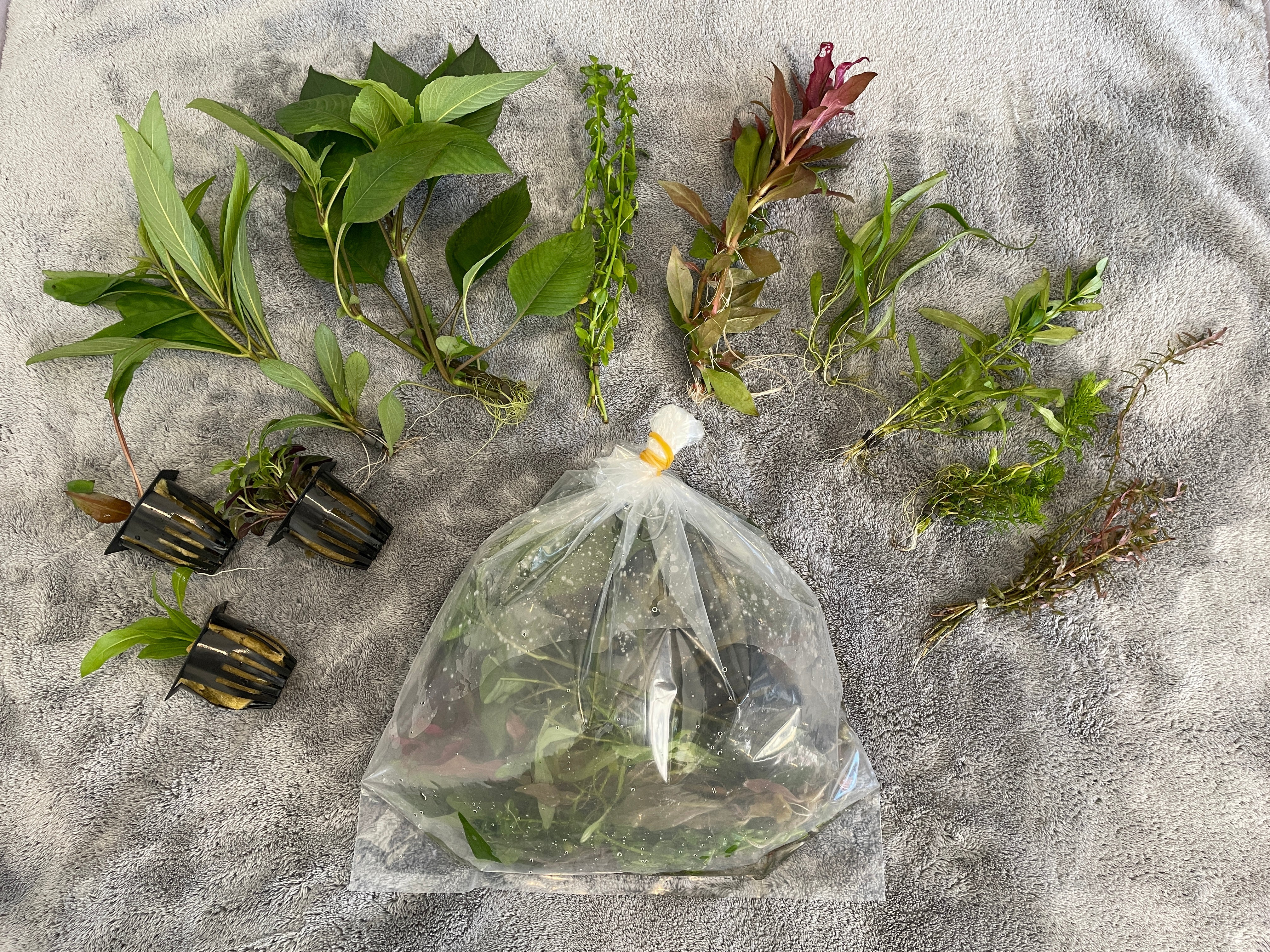 Mega Aquarium Plant Pack