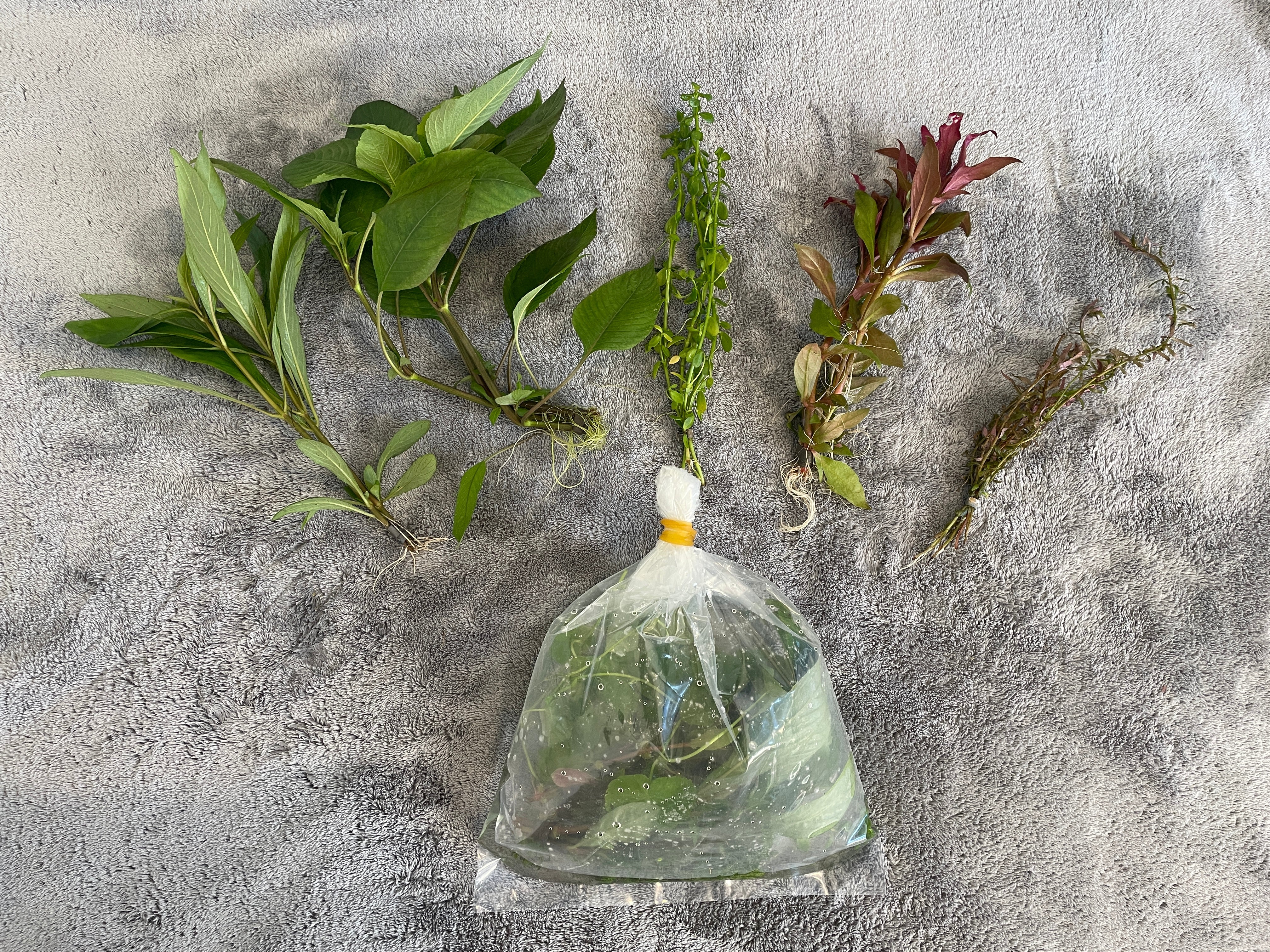 A variety of aquatic plants for your aquarium