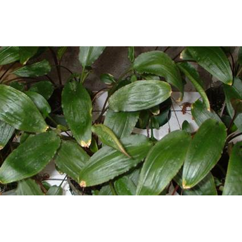 Cryptocoryne Axelrodi