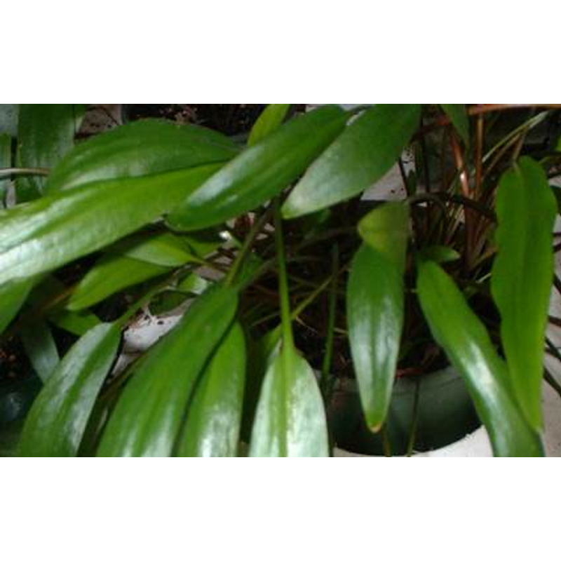 Cryptocoryne Undulata