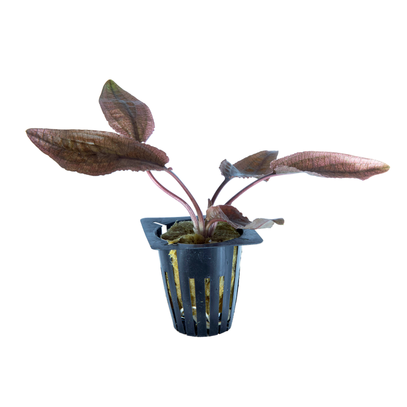 Cryptocoryne Pink Panther