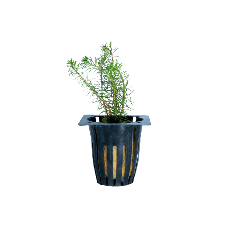 Red Pine Rotala