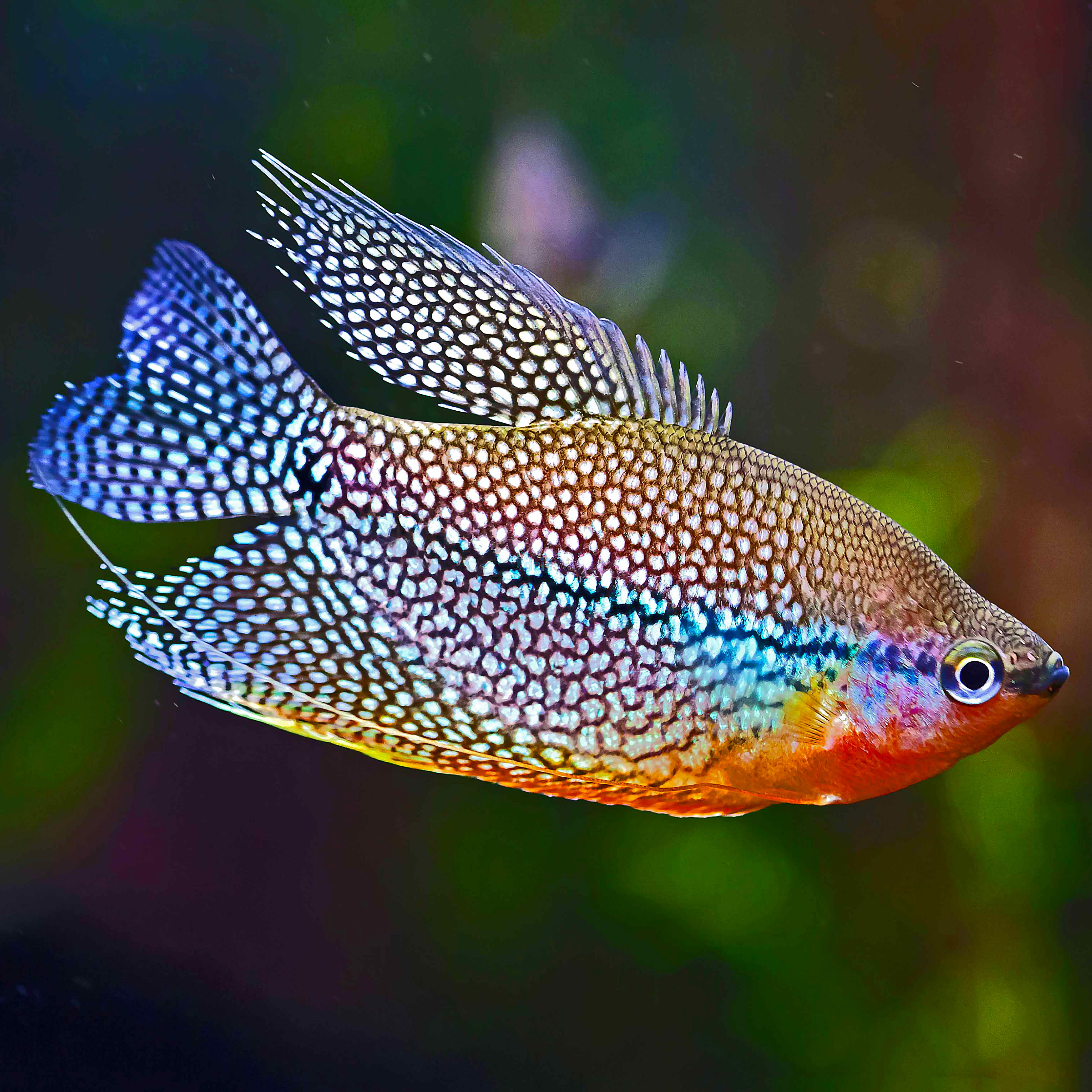 Pearl Gourami 