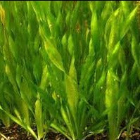 Twisted Vallisneria sp. Vallisneria Spiralis