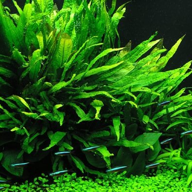 Java Fern (Small)