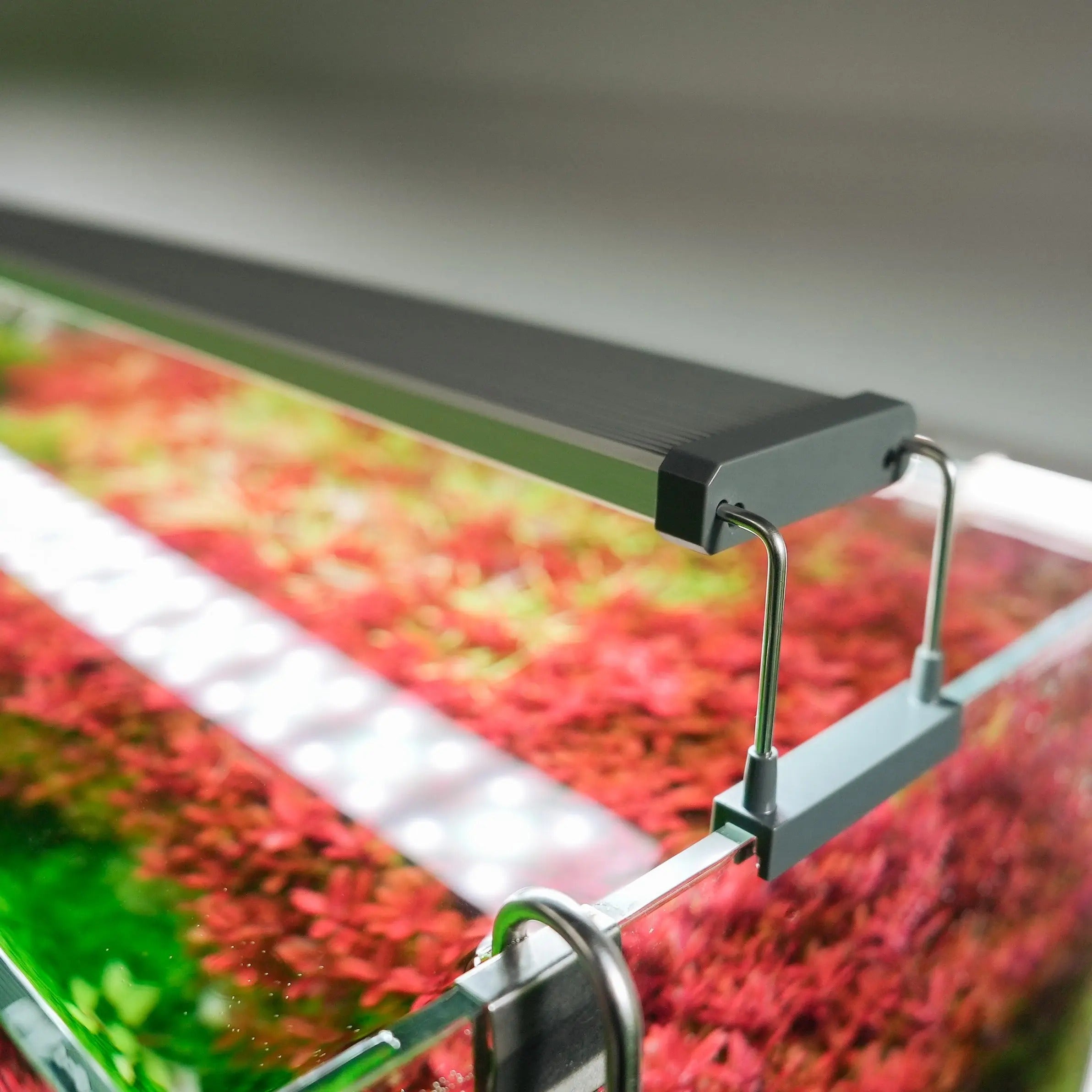 The Best Value Aquarium Light? The Chihiros B-Series!