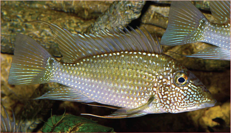 Whitespot Eartheater