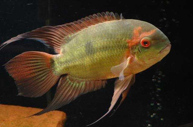 Chocolate Cichlid