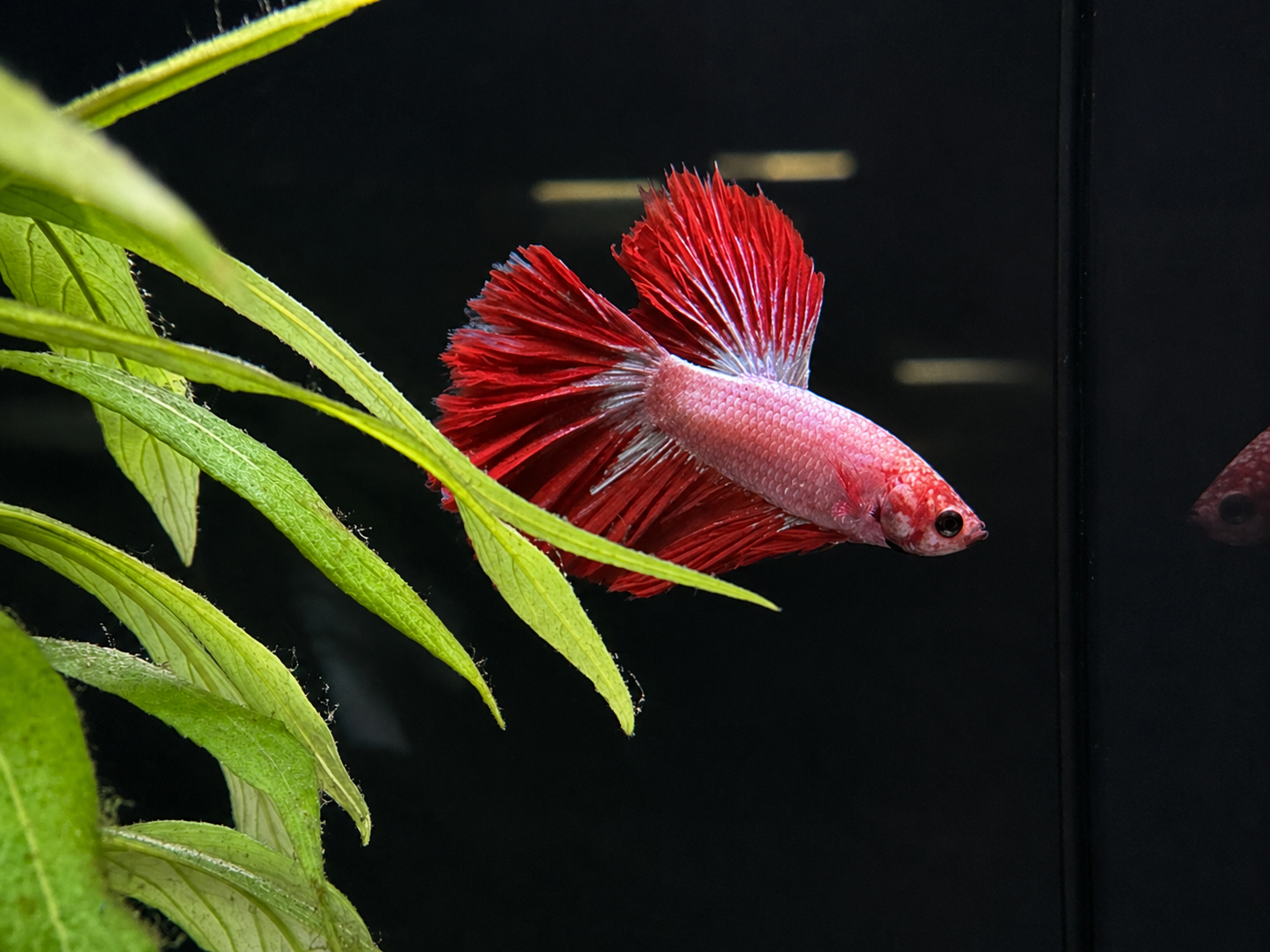 Flowertail Male Betta (A1)
