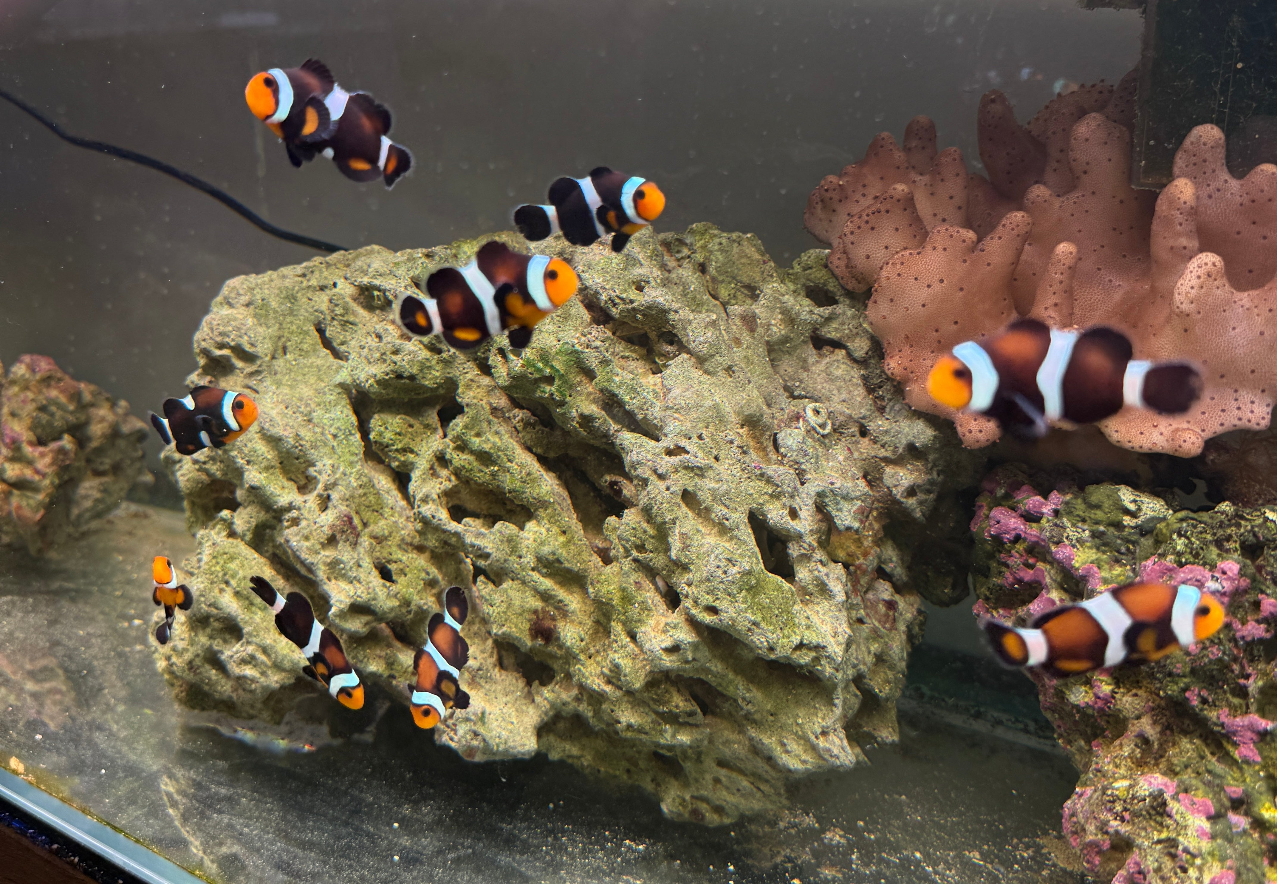 Hybrid Ocellaris Clownfish