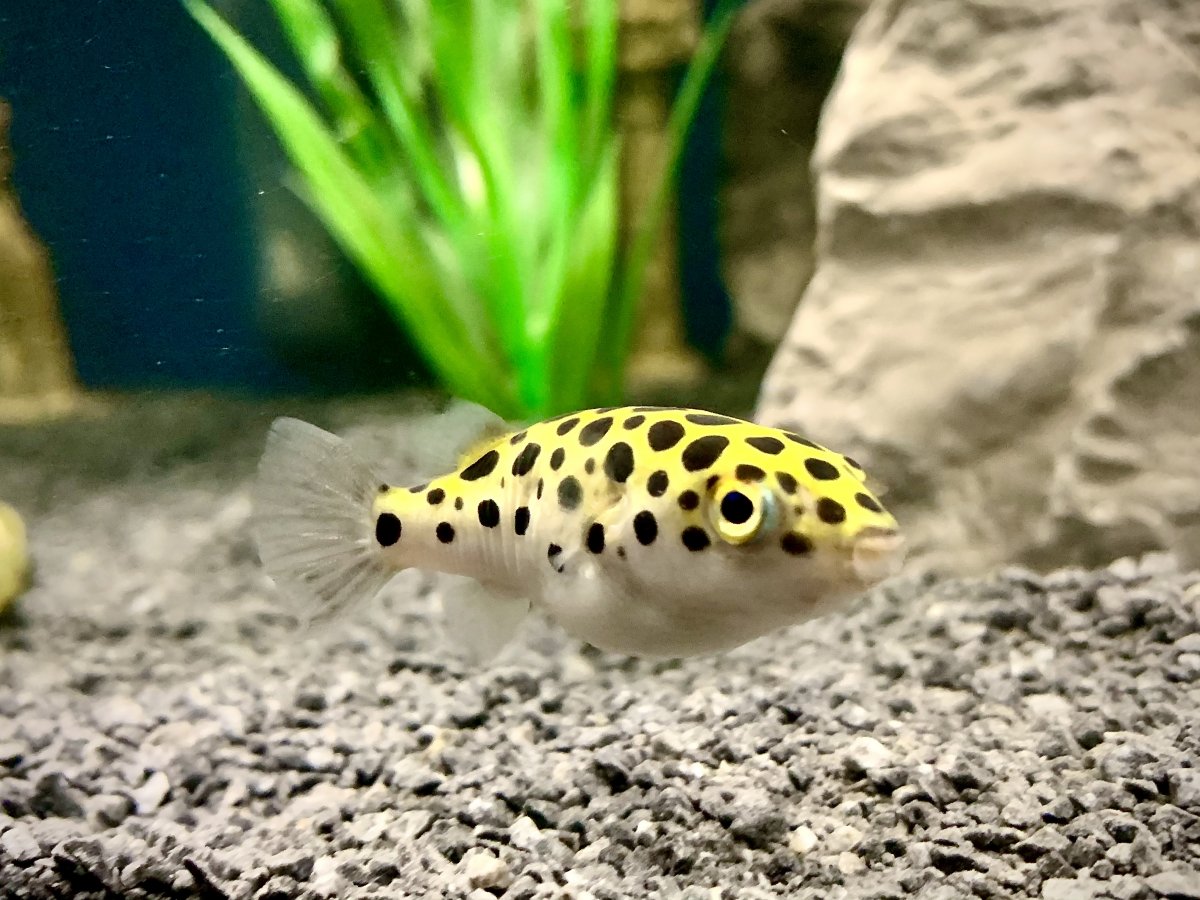 Green Spotted Puffer