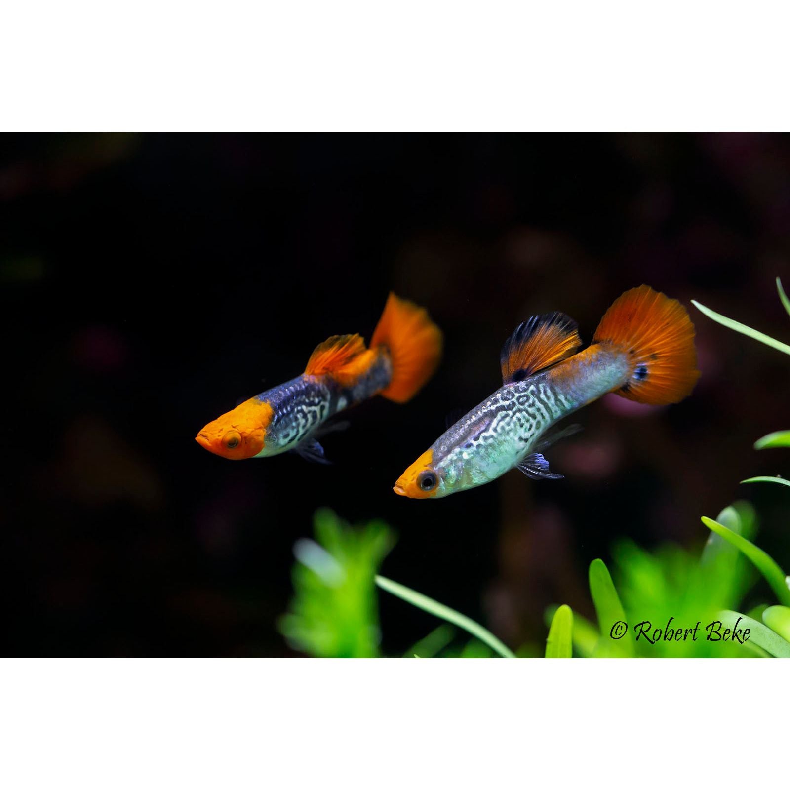Male Fancy Guppy