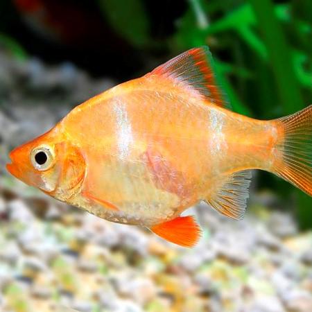Gold Tiger Barb