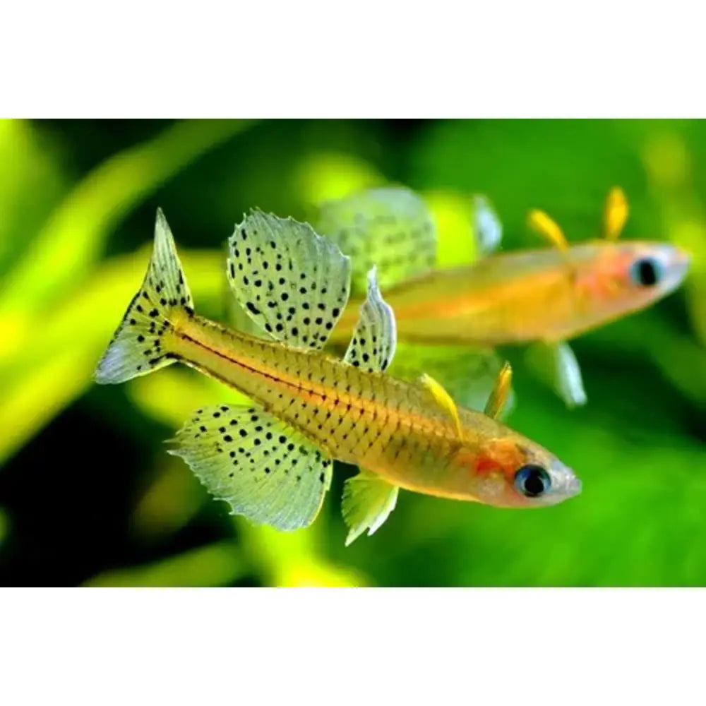 Gertrude's Spotted Blue Eye Rainbowfish (Pseudomugil gertrudae)