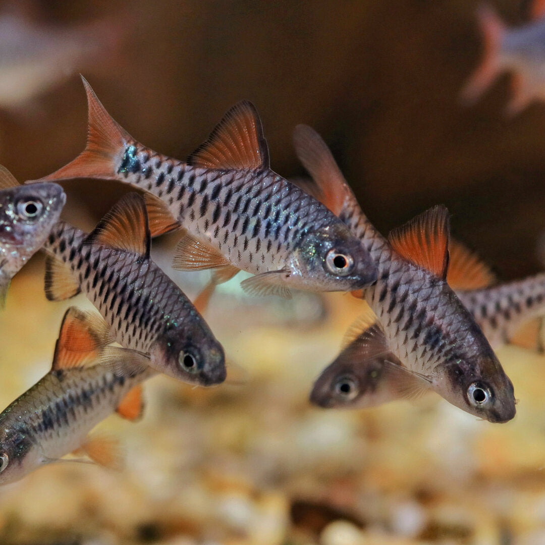 Checkered Barb