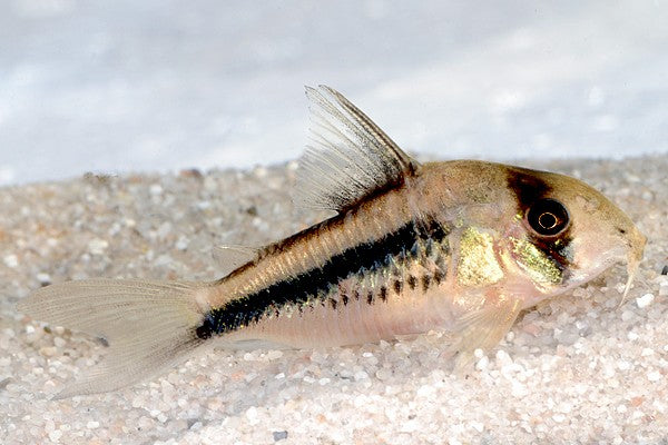 Axelrodi Corydoras