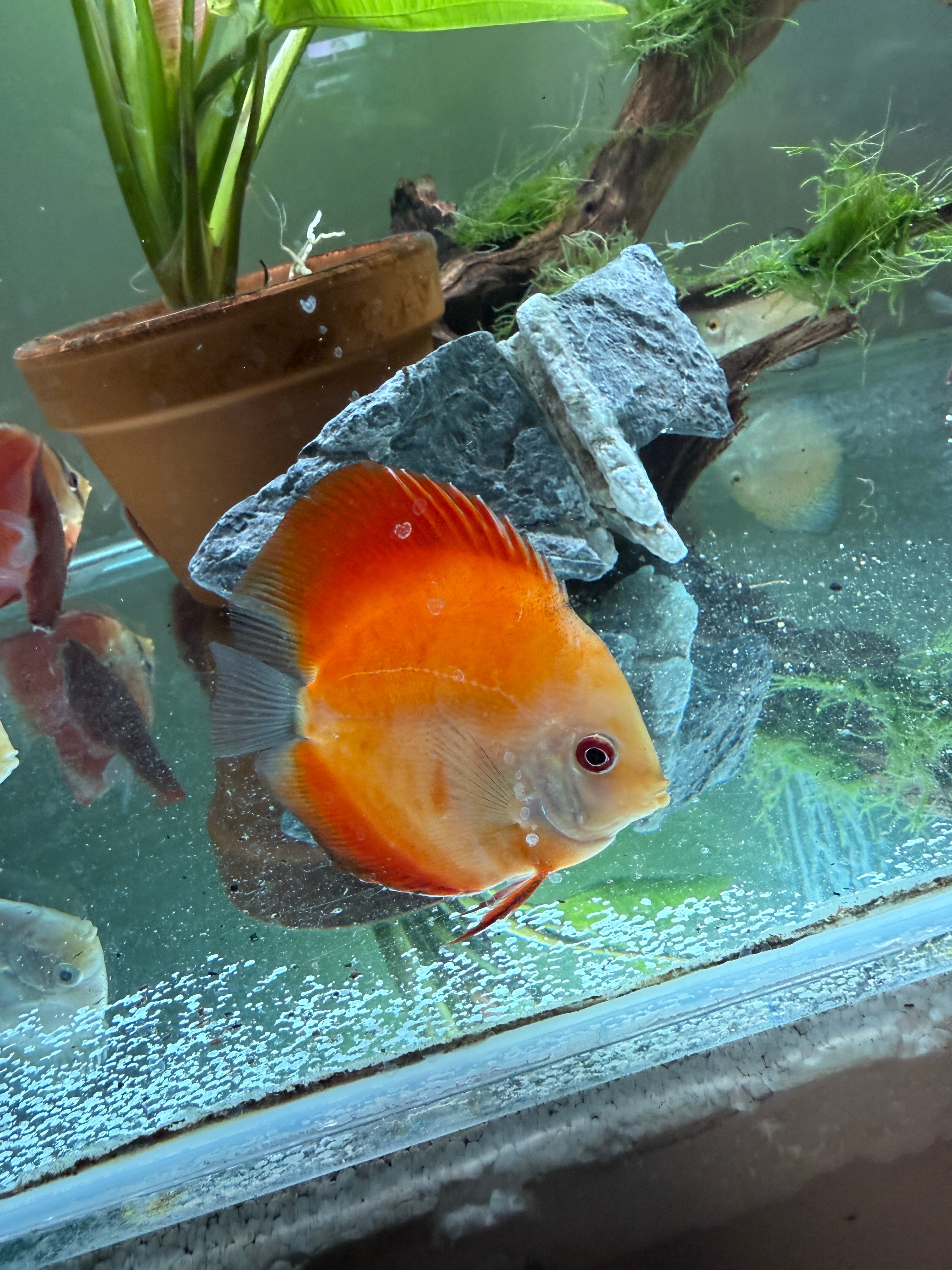 Red / Peach Melon Discus