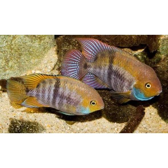 T-Bar Cichlid