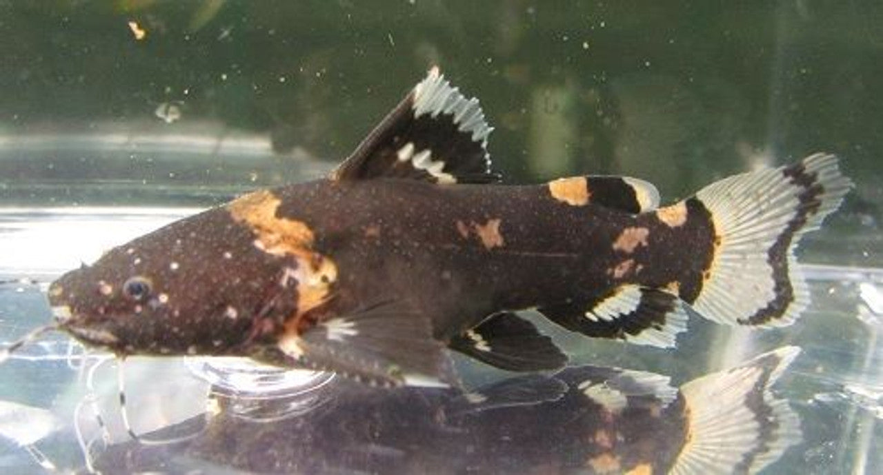 Bumblebee Catfish