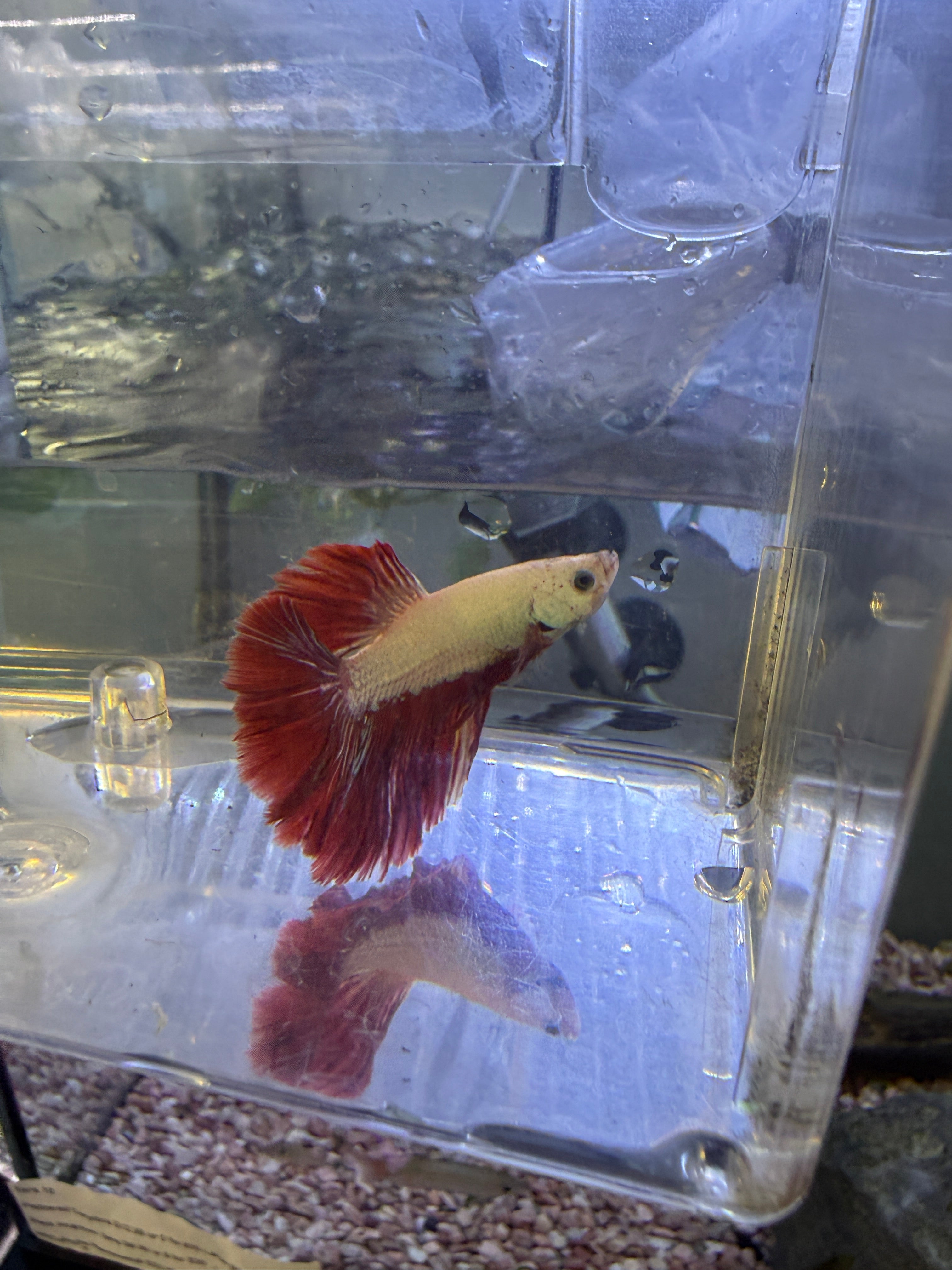 Dragon Halfmoon Male Betta