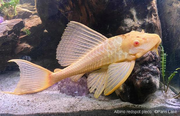 Golden Highfin Red Eyed Plecostomus