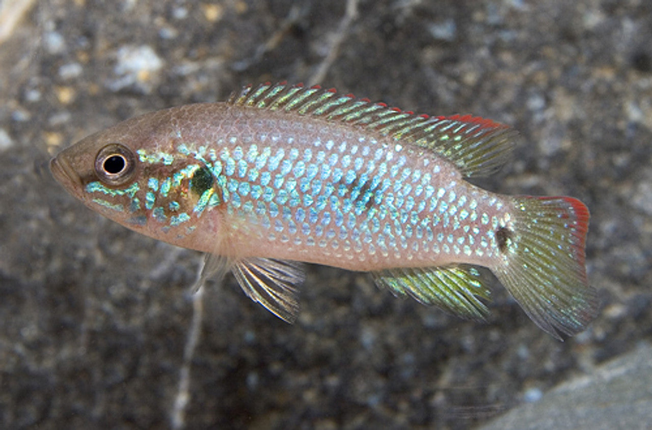 Jewel Cichlid