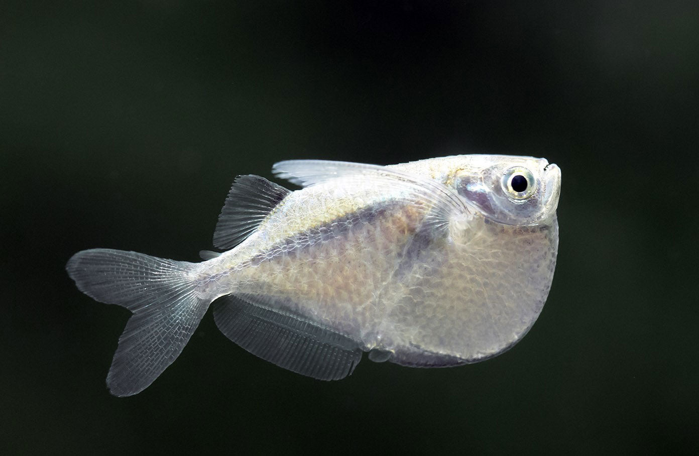 Spotfin Hatchetfish