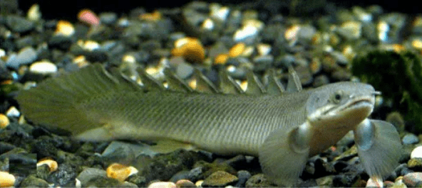 Polypterus Senegalus