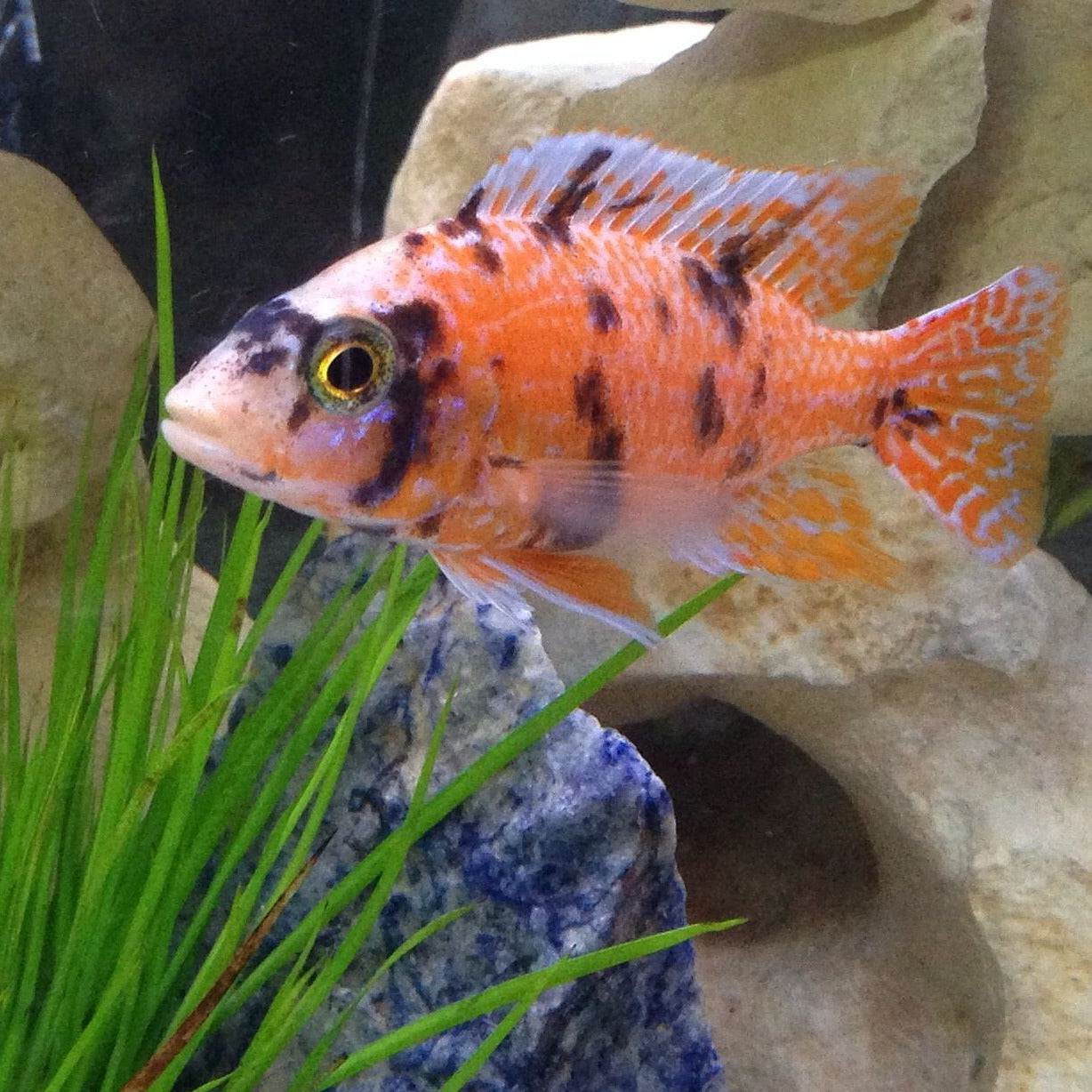 Strawberry Marble Peacock Cichlid