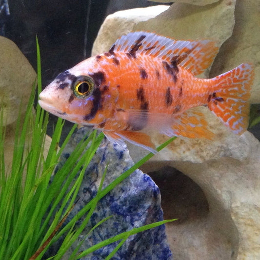Strawberry Marble Peacock Cichlid Juvenile Male