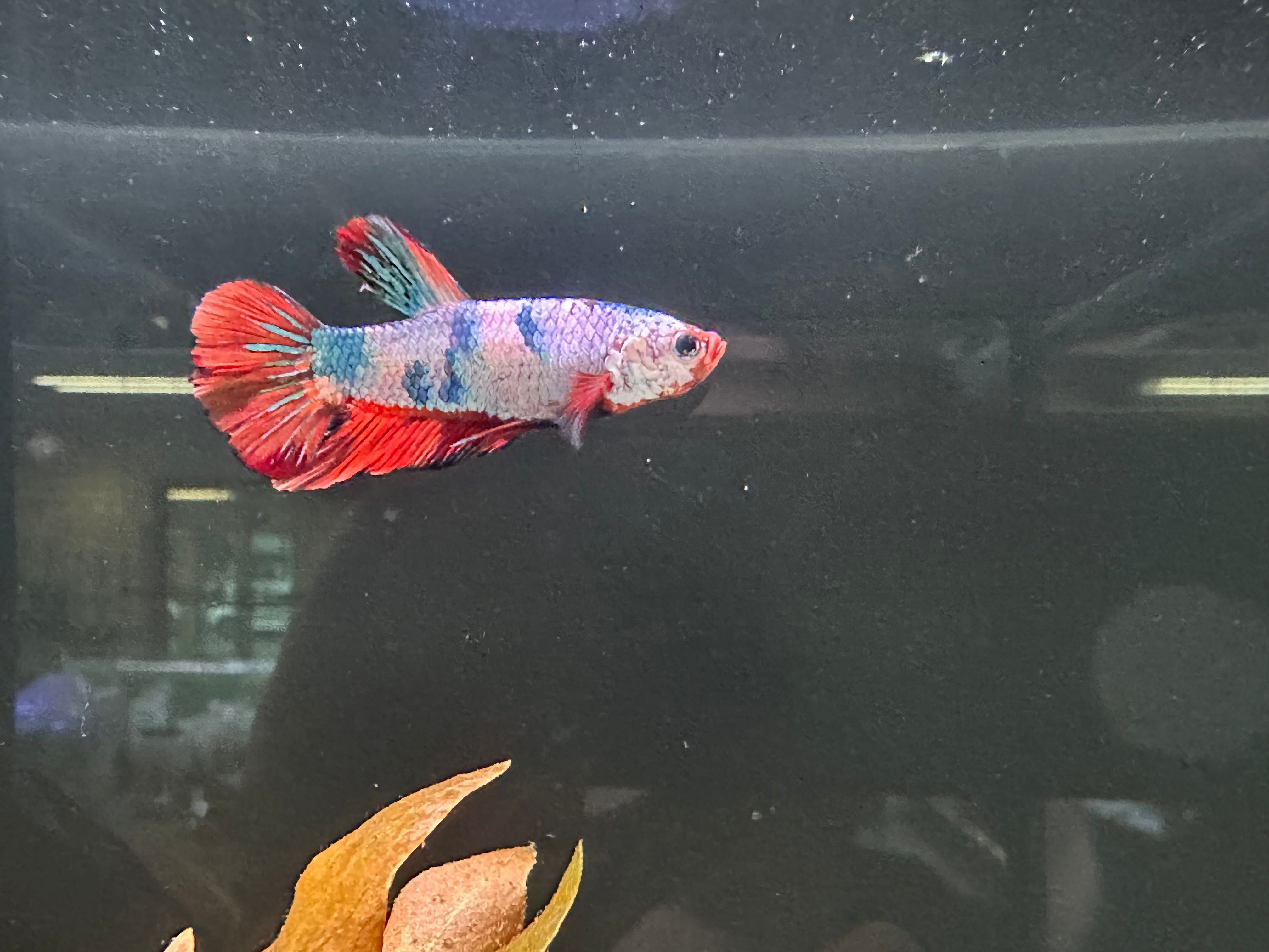 Koi Male Betta (A6)