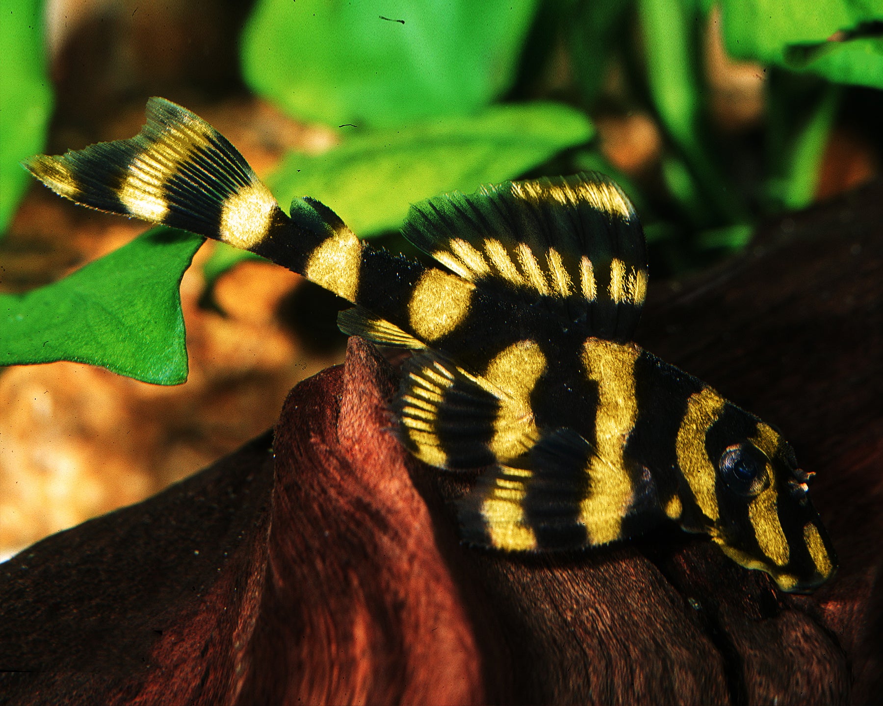 Butterfly Pleco (L168)