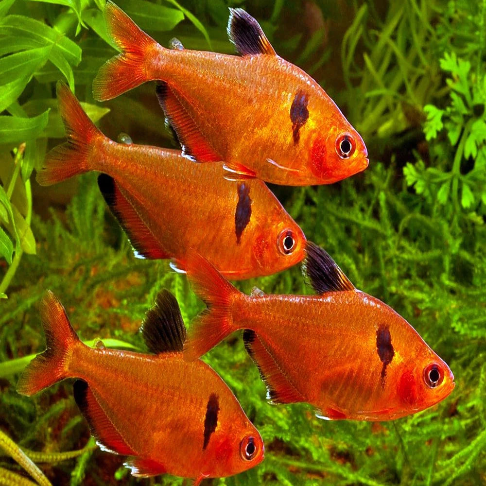 Serpae Tetra (Hyphessobrycon eques)