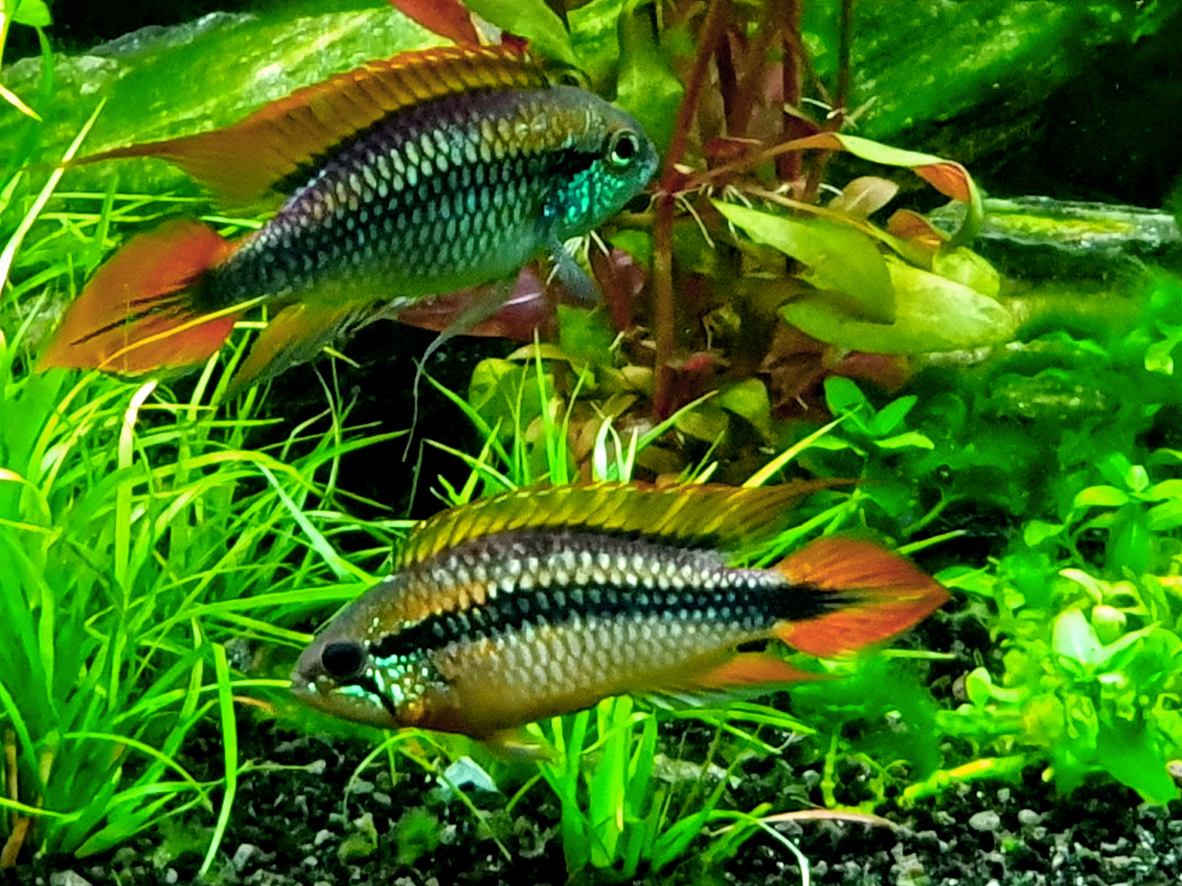Apistogramma Agassizii Double Red