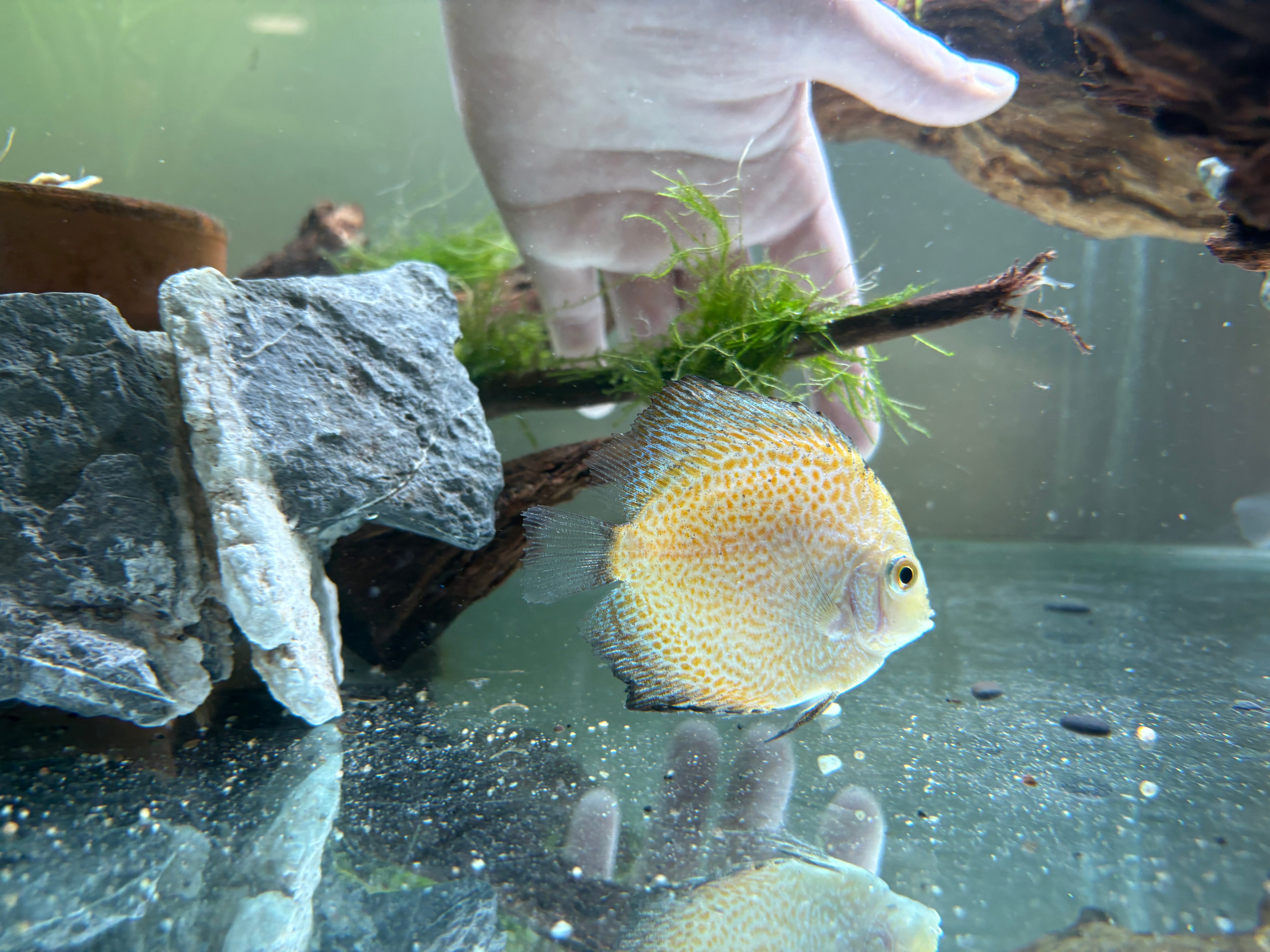 Yellow Snakeskin B Grade