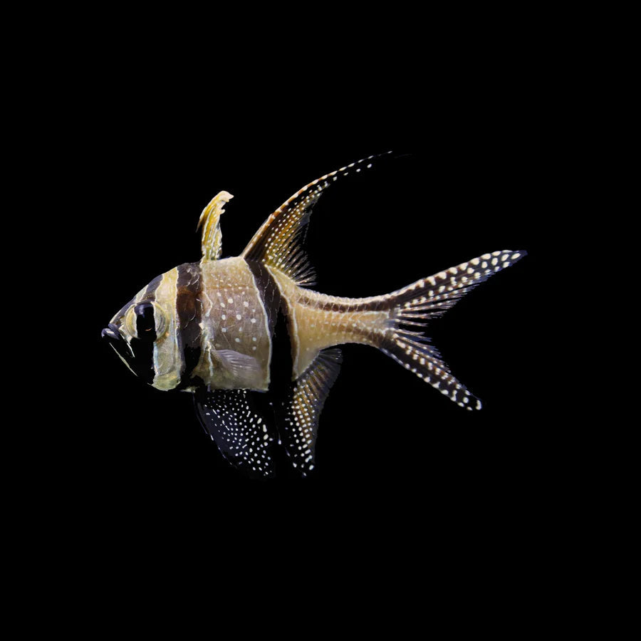 Captive Bred Banggai Cardinalfish