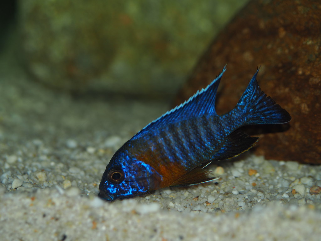 Red Shoulder Peacock