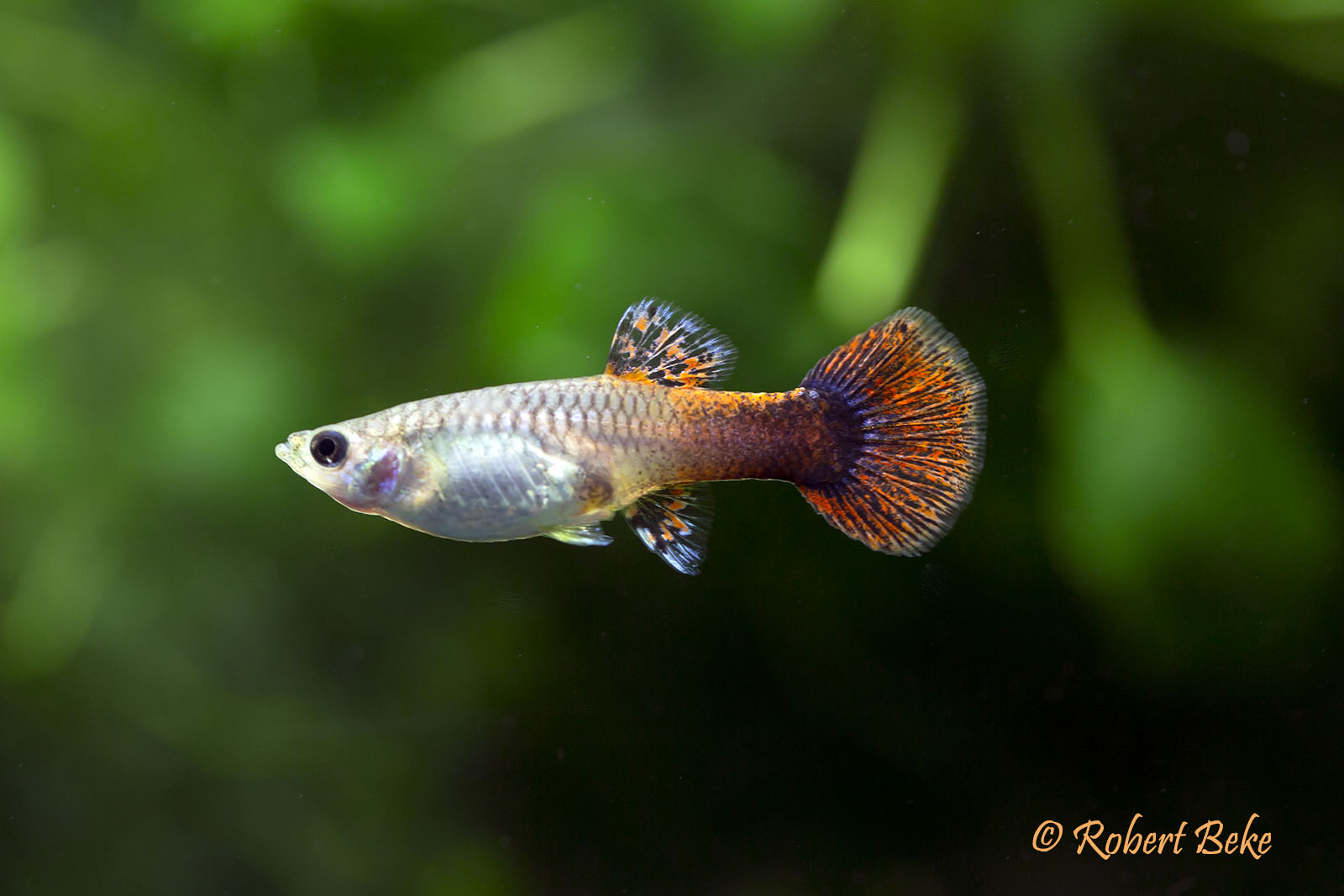Pink Tuxedo Guppy Pair