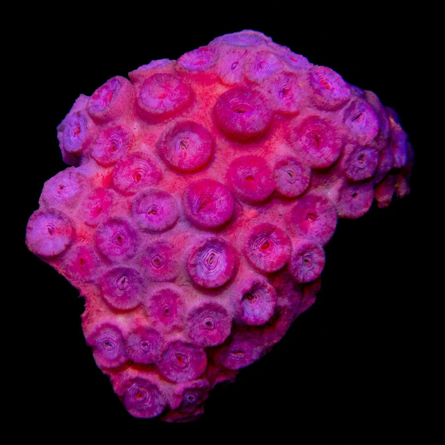 Orange Sun Coral