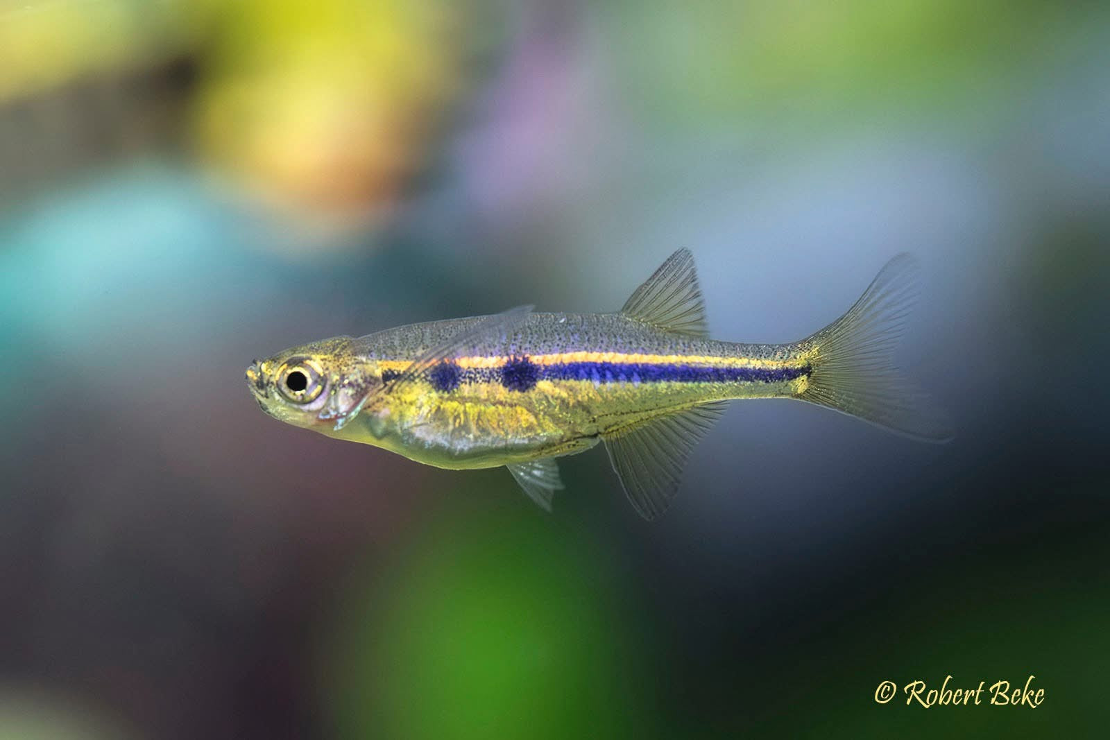 Dadio Orange Hatchetfish