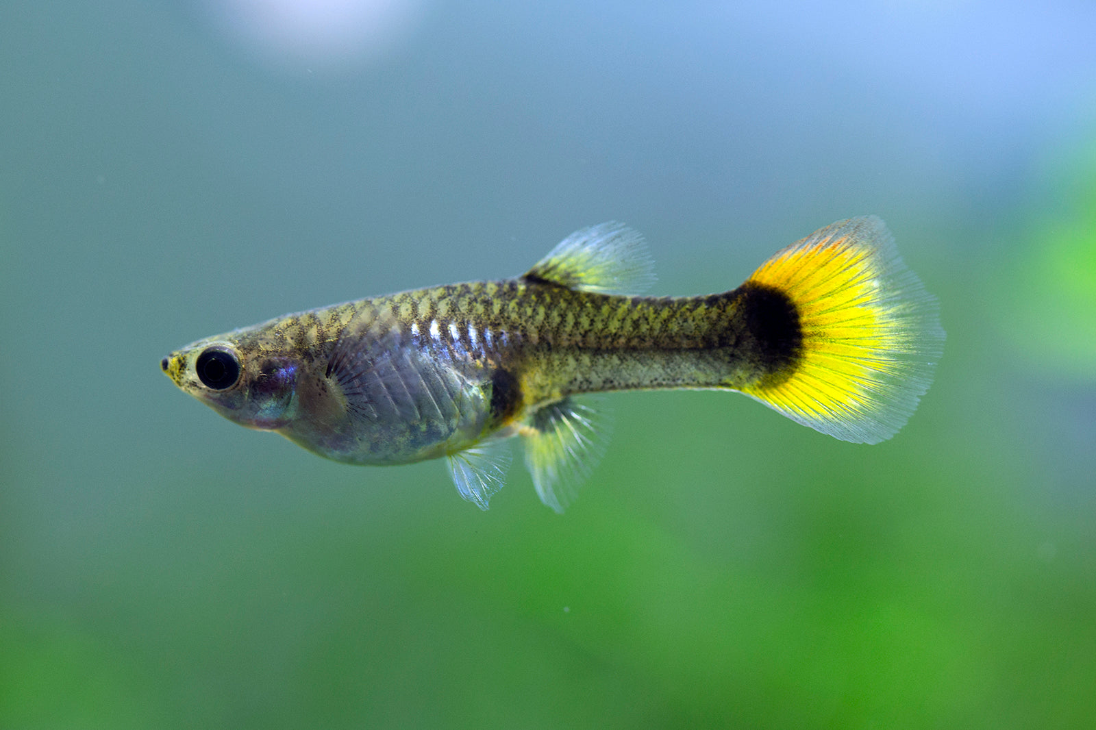 Flame Guppy Pair