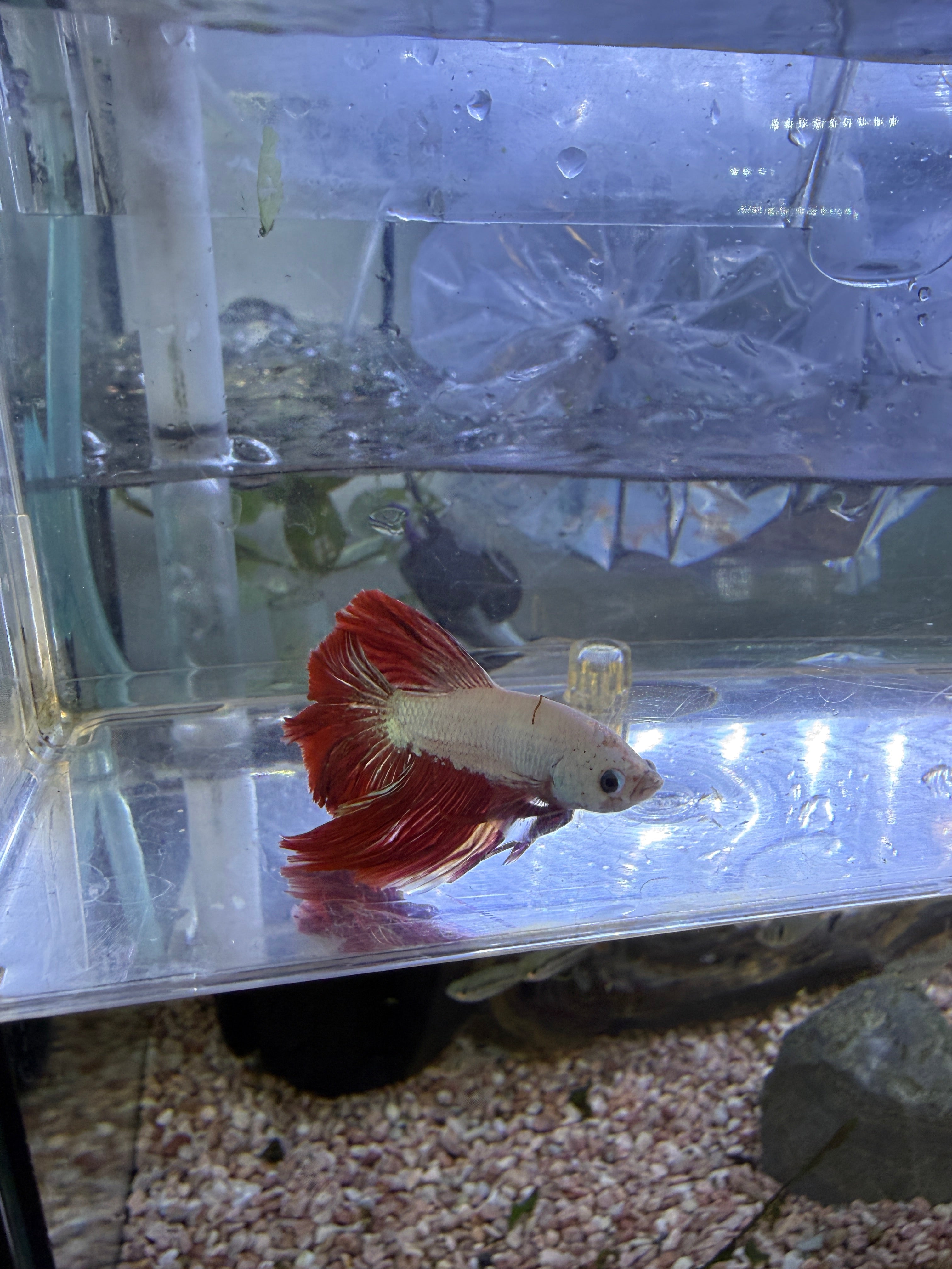 Dragon Halfmoon Male Betta