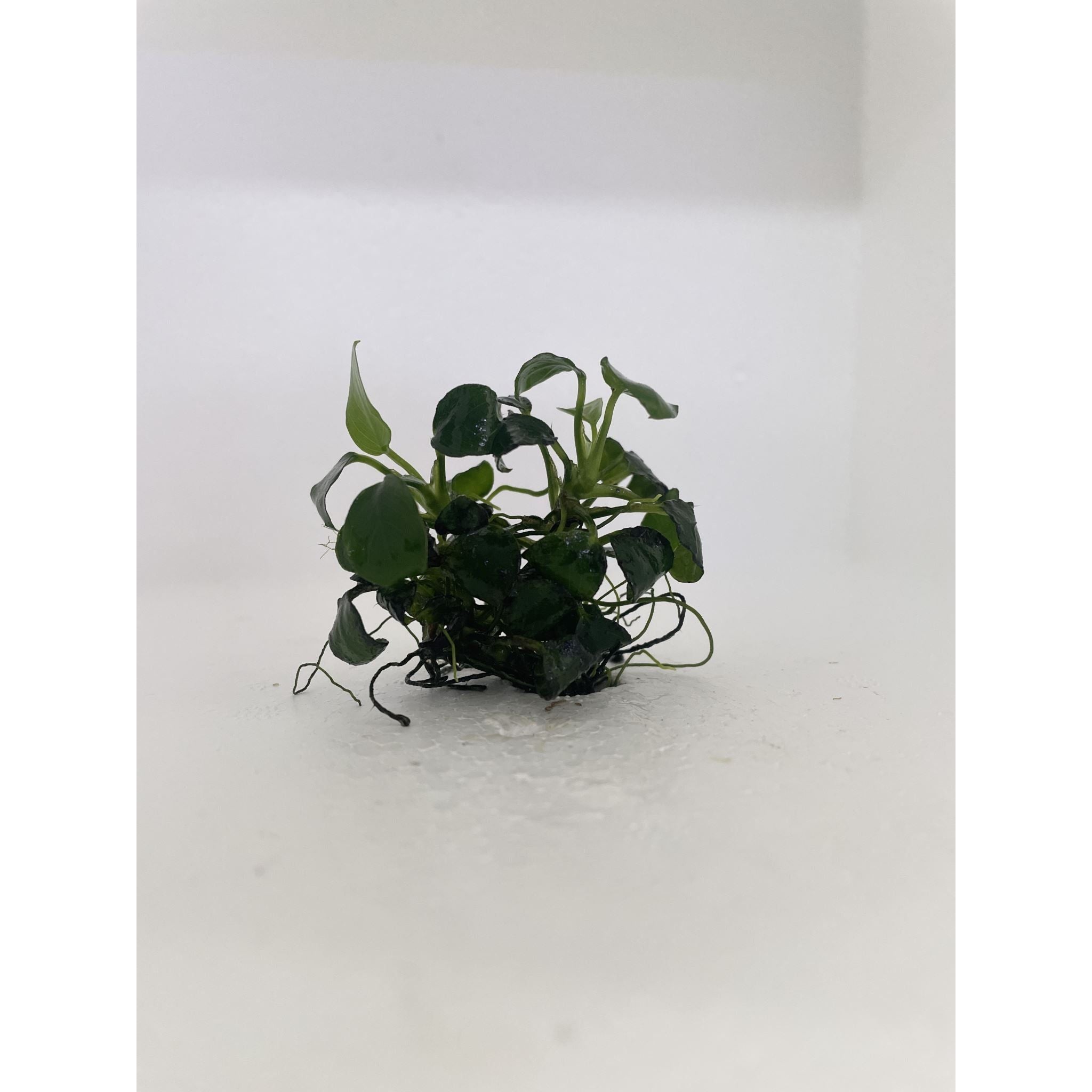 Anubias Nana Petite